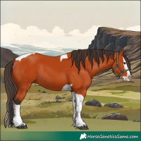 Horse Color:Bay Splash Tobiano Rabicano