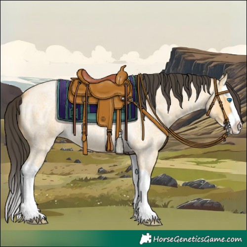 Horse Color:Buckskin Roan Splash 