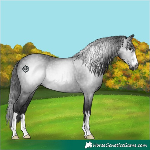 Horse Color:Gray Black 