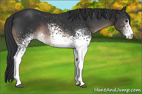 Horse Color:White Spotted Brown