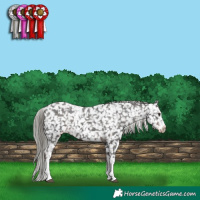 Horse Color:Liver Chestnut Mushroom Sabino Snowflake Varnish