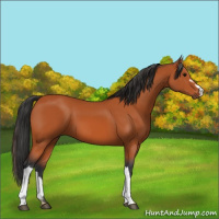 Horse Color:Bay 