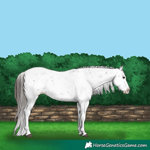 Horse Color:Liver Chestnut Sabino Splash Appaloosa 