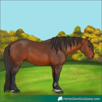 Horse Color:Bay 