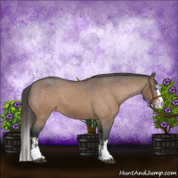 Horse Color:Brown Dun Sabino Splash Appaloosa and Brown Dun Sabino Splash Appaloosa