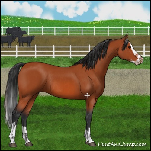 Horse Color:Bay Sabino Rabicano  and Bay Sabino Splash Rabicano 