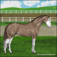 Horse Color:Liver Red Dun Sabino Splash Appaloosa 