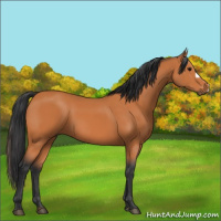 Horse Color:Bay 