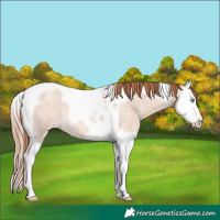 Horse Color:Gold Champagne Roan Dun Splash Tobiano 