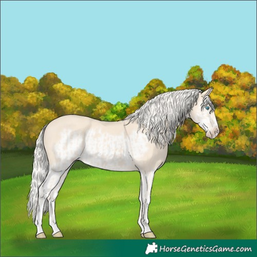 Horse Color:Cremello Splash  and Cremello Splash Frame 