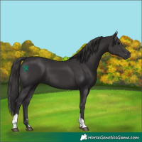 Horse Color:Smoky Black Tobiano 