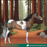 Horse Color:Brown Dun Sabino Tobiano 