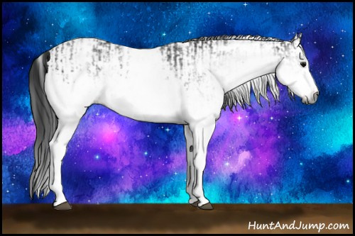 Horse Color:Gray White Spotted Black  and Gray White Spotted Black 