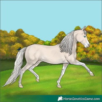 Horse Color:Cremello Splash  and Cremello Splash Rabicano 