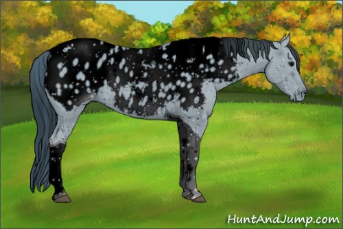 Horse Color:ERROR: UNKNOWN ANOMALY