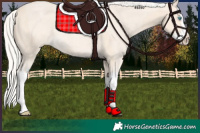 Horse Color:Cremello Splash  and Cremello Roan Splash 