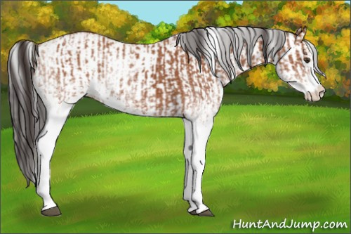 Horse Color:White Spotted Bay Splash  and White Spotted Bay Splash 