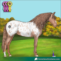 Horse Color:Gold Champagne Appaloosa 