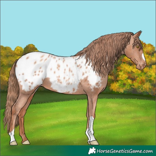 Horse Color:Gold Champagne Appaloosa