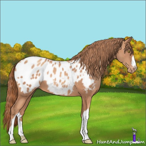 Horse Color:Gold Champagne Appaloosa