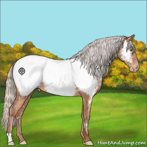 Horse Color:Silver Sable Champagne Appaloosa 