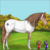 Horse Color:Gold Champagne Appaloosa