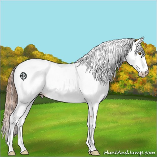 Horse Color:Gold Champagne Appaloosa 