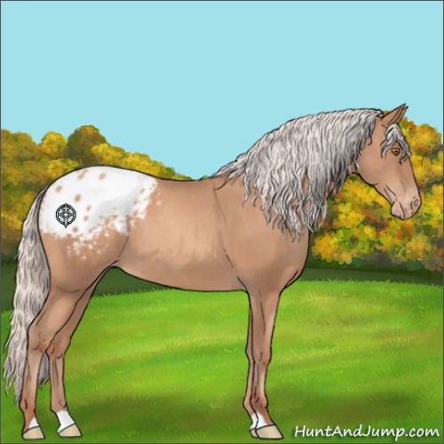 Horse Color:Silver Sable Champagne Appaloosa 
