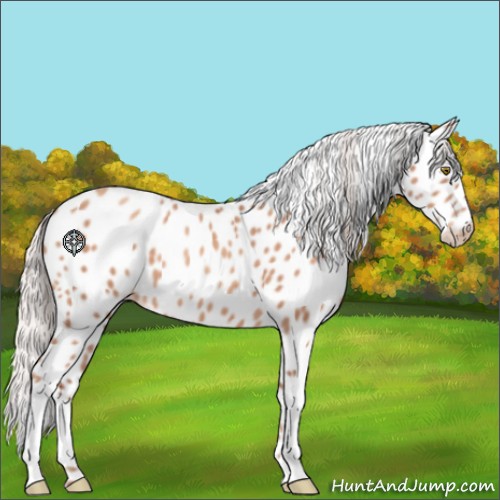 Horse Color:Silver Sable Champagne Appaloosa 