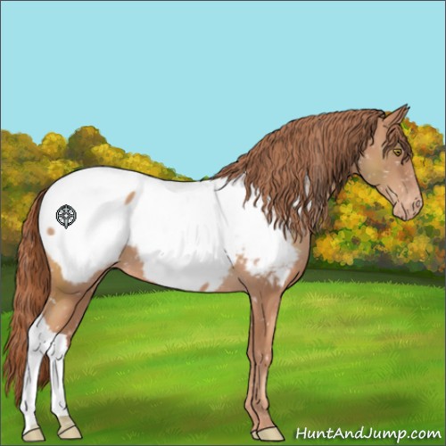 Horse Color:Gold Champagne Appaloosa 