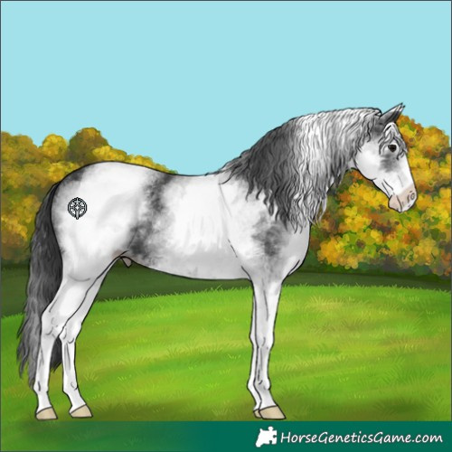 Horse Color:White Spotted Black