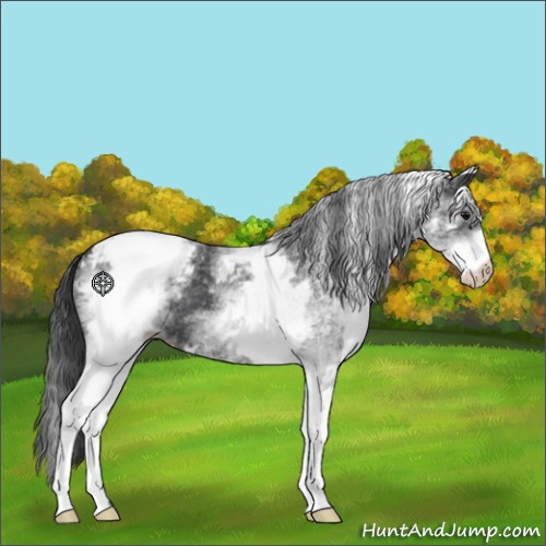 Horse Color:White Spotted Black Snowcap 