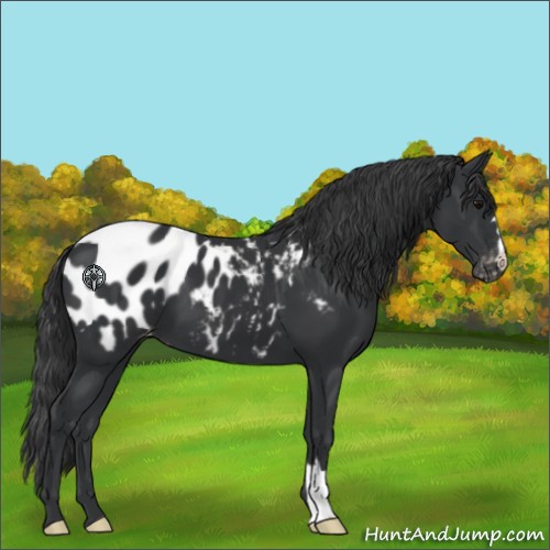 Horse Color:Black Appaloosa 
