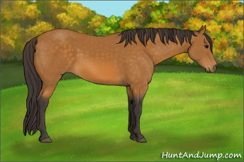Horse Color:Buckskin 