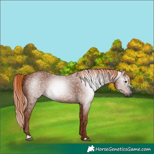 Horse Color:Gray Chestnut 