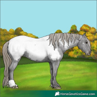 Horse Color:Smoky Black Near Fewspot