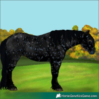 Horse Color:ERROR: UNKNOWN ANOMALY