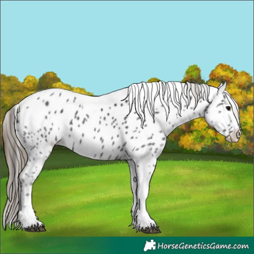 Horse Color:Smoky Black Tobiano Near Leopard