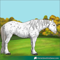 Horse Color:Smoky Black Tobiano Near Leopard