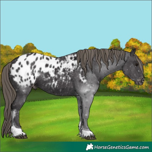 Horse Color:Smoky Black Tobiano Blanket