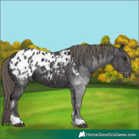 Horse Color:Smoky Black Tobiano Blanket