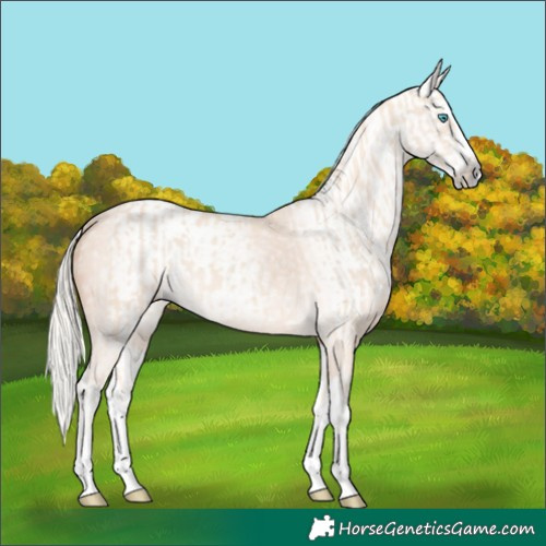 Horse Color:Cremello Splash  and Gray Cremello Splash 