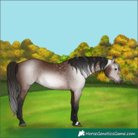 Horse Color:Unknown 