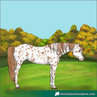Horse Color:Chestnut Near Leopard 
