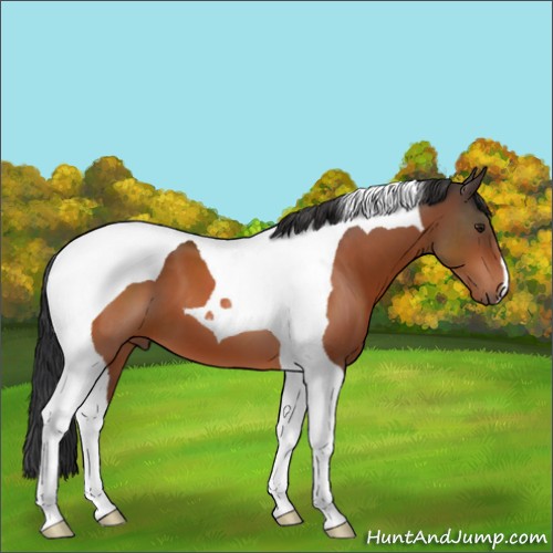 Horse Color:Brown Tobiano 
