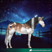 Horse Color:White Spotted Brown Splash Rabicano 