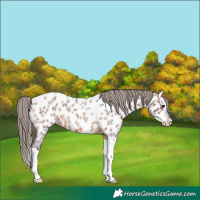 Horse Color:Bay Roan Splash Appaloosa 