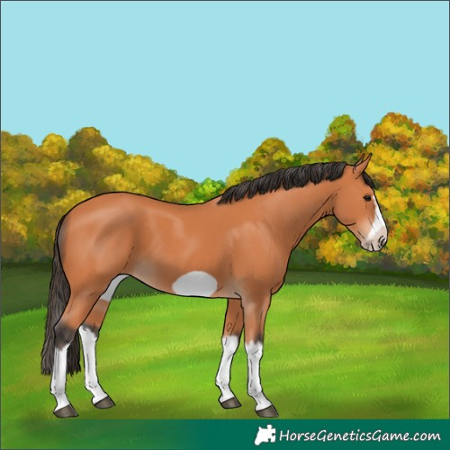 Horse Color:Bay Splash Frame 