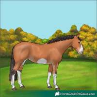 Horse Color:Bay Splash Frame
