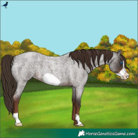 Horse Color:Liver Red Roan Frame 